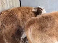 牛只（批次，未指定性别）, Simmental cattle — 照片 2