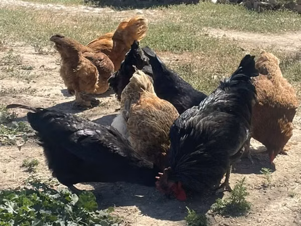 Chickens — Kirgisistan