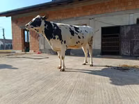 母牛, Holstein breed — 照片 2