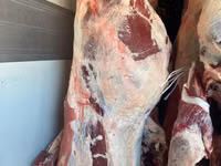 Toro, Ganado vacuno — foto 6