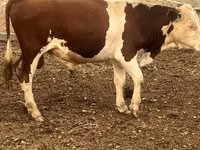 ثور, Simmental cattle — الصورة 1