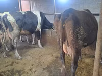 母牛, Cattle — 照片 3