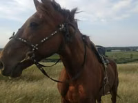 حصان, Kyrgyz Horse — الصورة 2