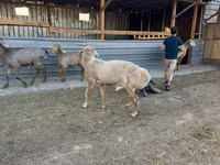 Carnero, Edilbay sheep — foto 2