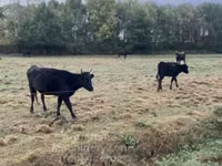 Vaca, Wagyu — foto 1