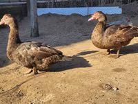 Ducks — Foto 3