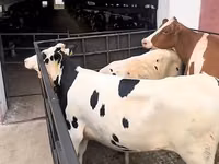 Sigir, Simmental cattle — 2-rasm