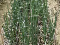 Сетка шпалерная для вьющихся растений.Plasă pentru plante cățărătoare. — Foto 4