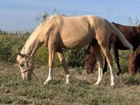 Toychoq, Otlar — 4-rasm