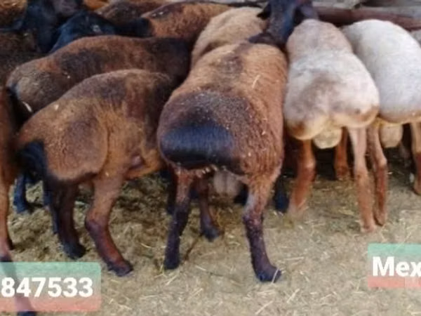 كبش, الأغنام — أوزبكستان