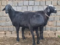 كبش, الأغنام — الصورة 2