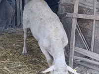 Carnero, Assaf sheep — foto 1