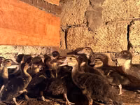 Ducks — Foto 1