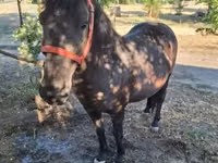 母马, Horses — 照片 2