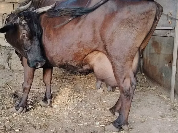 بقرة, الياك البري