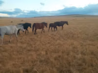 母马, Horses — 照片 2