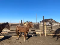 Otlar (partiya, jinsi ko‘rsatilmagan), Kazakh horse — 4-rasm