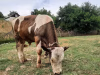 Bulle, Simmental cattle — Foto 7