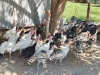 Turkeys — Foto 6
