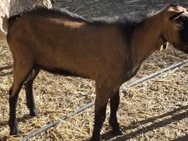 Теке, Alpine goat