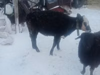 Kuh, Rinder — Foto 1
