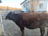 母牛, Cattle — 照片 1