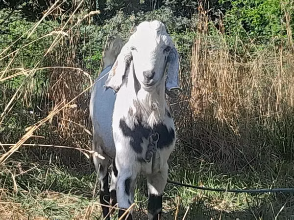 تيس, Nubian Goat