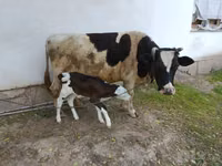 Kuh, Simmental cattle — Foto 5
