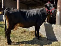 Kuh, Swiss cattle — Foto 2