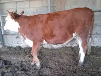 بقرة, Simmental cattle — الصورة 4