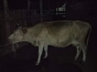 Sigir, Latvian Blue cattle — 2-rasm