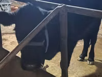 Bulle, Aberdeen-Angus — Foto 1