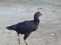 Chickens — foto 2
