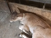 गाय, अलाताऊ नस्ल — फ़ोटो 1