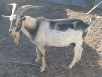 Ziege, Alpine goat — Foto 4
