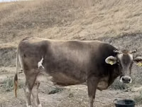 Kuh, Ukrainian Brown Dairy Cattle — Foto 4