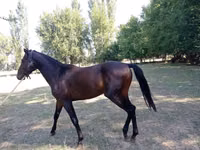 حصان, Thoroughbred horse — الصورة 3