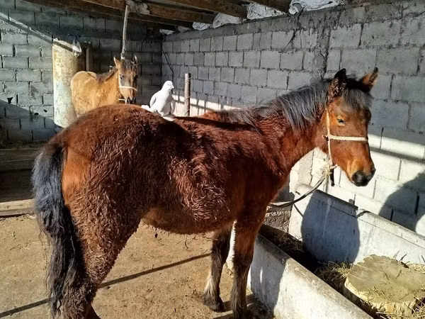 Pferde (Partie, Geschlecht nicht angegeben), Percheron