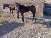 Hengst, Horse breed — Foto 1