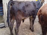 公牛, Swiss cattle — 照片 3