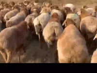 Schafe (Partie, Geschlecht nicht angegeben), Arashan sheep — Foto 2