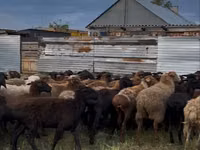 绵羊（批次，未指定性别）, Sheep — 照片 3