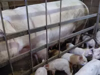 Schweine (Partie, Geschlecht nicht angegeben) — Foto 1