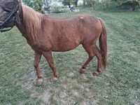 Mare, Horses — photo 2