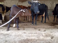 Vaca, Ganado vacuno — foto 3