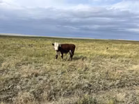 公牛, Kazakh White-headed cow — 照片 4