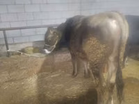 Toro, Ganado vacuno — foto 5