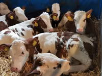 Rinder (Partie, Geschlecht nicht angegeben), Simmental cattle — Foto 1