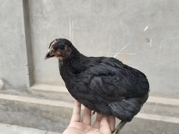 Chickens — أوزبكستان