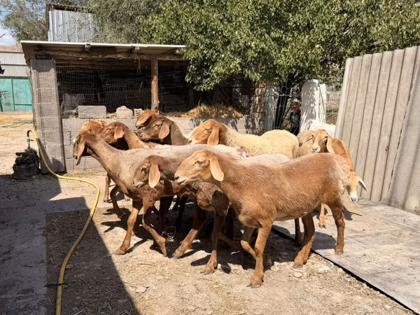 Қой, Baerchuke sheep
